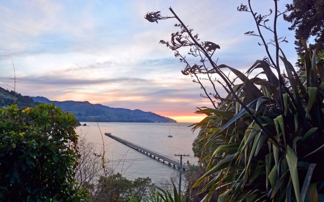 Governors Bay at sunrise in winter. In the foreground iconic Flax leaves and flowers and in the bacjkground the Jetty and town of Lyttleton.