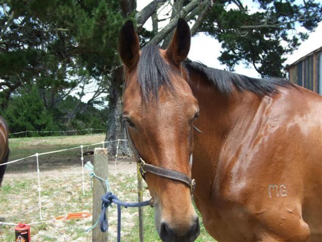 Liana Goodall's horse, Hunter.