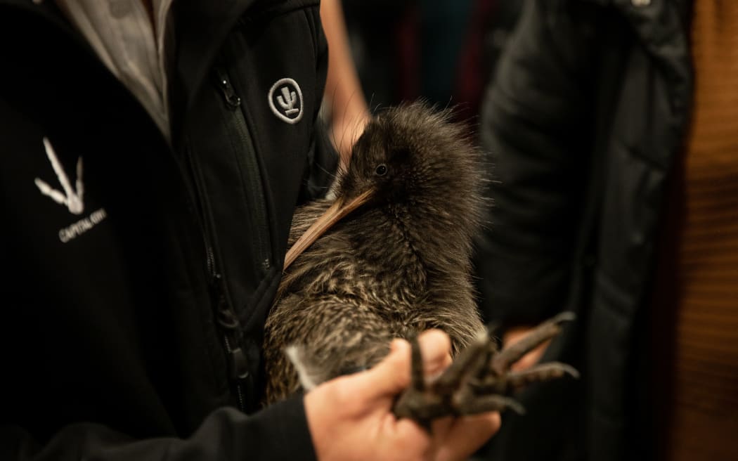 Kiwi bird