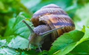 A curious garden snail explores vibrant green leaves, its delicate antennae reaching out to the world around it. This little creature embodies the beauty of nature, slowly savoring the lush environment with each measured movement.