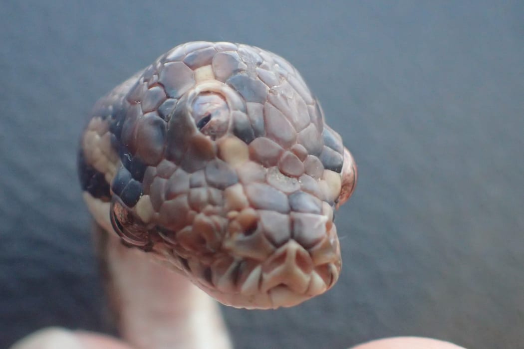 The tri-eyed critter was about three months old and 40cm-long when it was found by rangers.