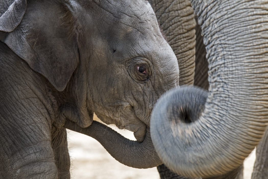A three week old calf in herd of Asian elephants / Asiatic elephant (Elephas maximus).