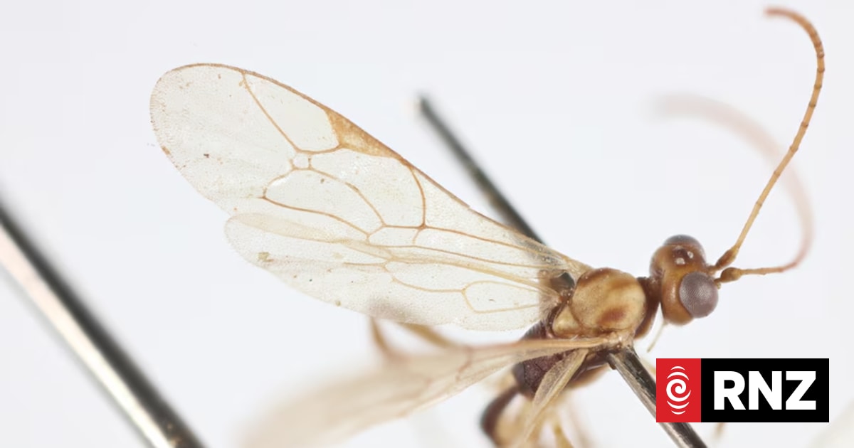 Wasp named after Sir David Attenborough for his 100th birthday