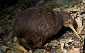 North Island brown kiwi