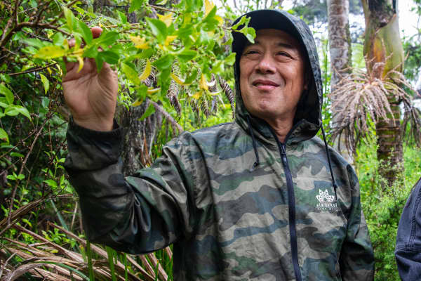 Chef Kealoha Domingo examines a native plant at Velskov native forest farm.