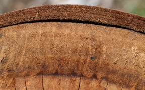 Eucalyptus, a specialty timber grown in New Zealand
