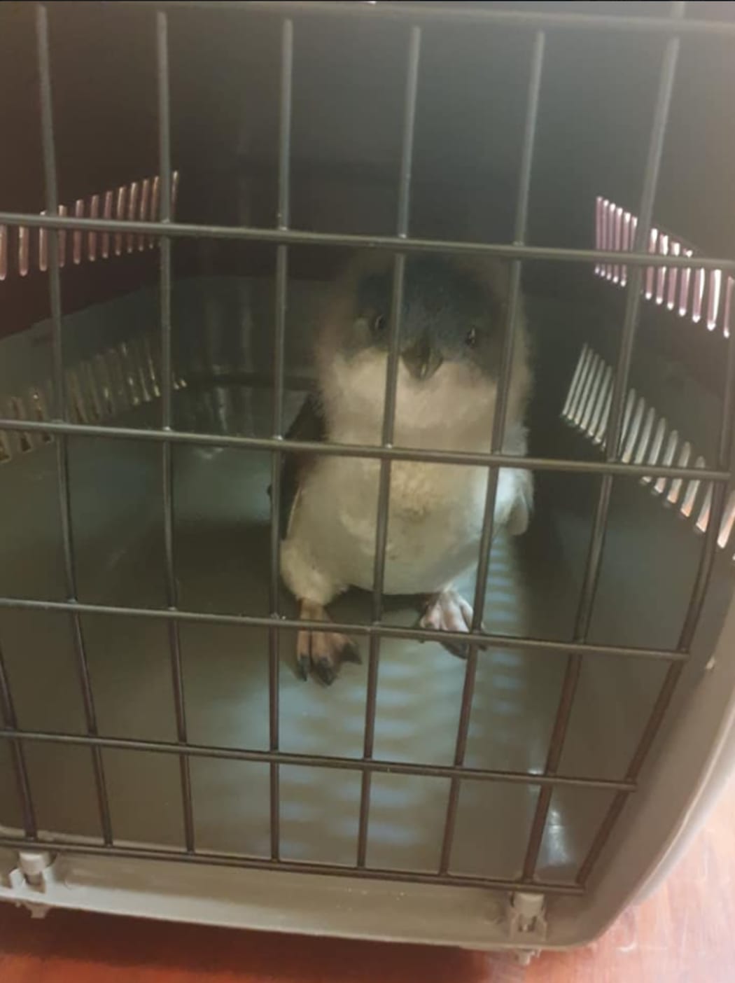 A tourist handed this penguin to owners of the Criterion Hotel.