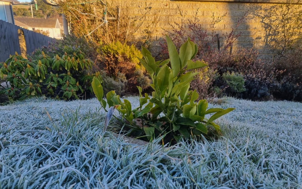 Many Dunedinites found their backyards transformed into a winter wonderland with frost this morning.