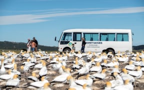 Gannet safaris