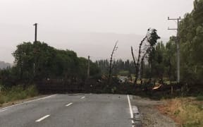 Tree down near Queenstown