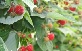 Clutha raspberries