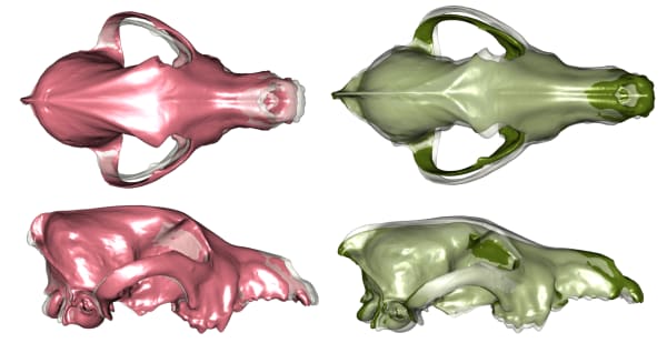 A computer drawing of four skulls.