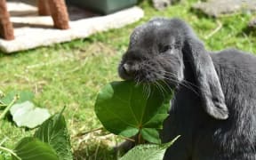 Bunny nibbling