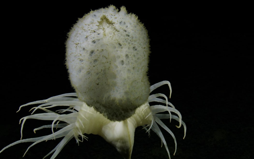 A glass sponge from class Hexactinellida on a stalked anemone.