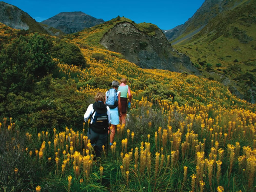 Wandering in New Zealand