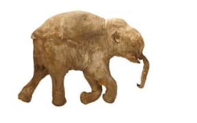 Lubya the woolly mammoth