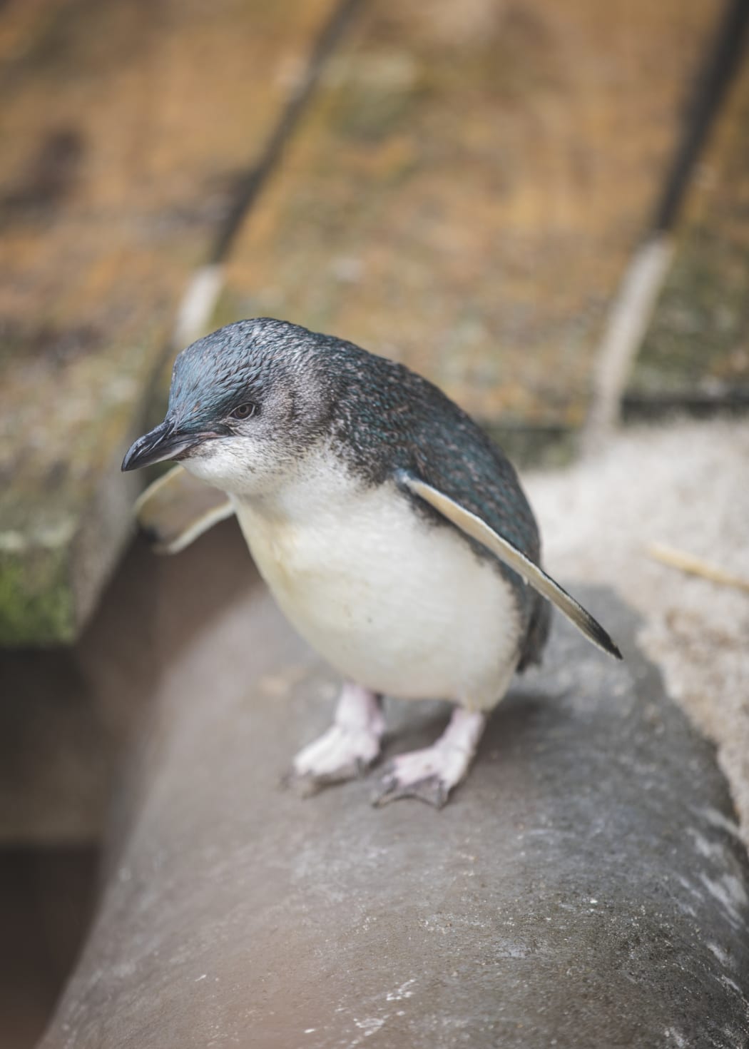 Little blue penguin Draco is this year's Penguin of the Year.