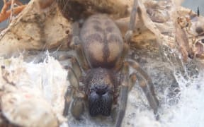 Southern Splash-zone Spider aka amaurobioides maritima