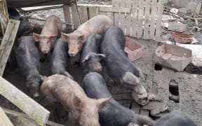 The SPCA recovered 13 pigs left in substandard conditions in a property in the Wellington region.