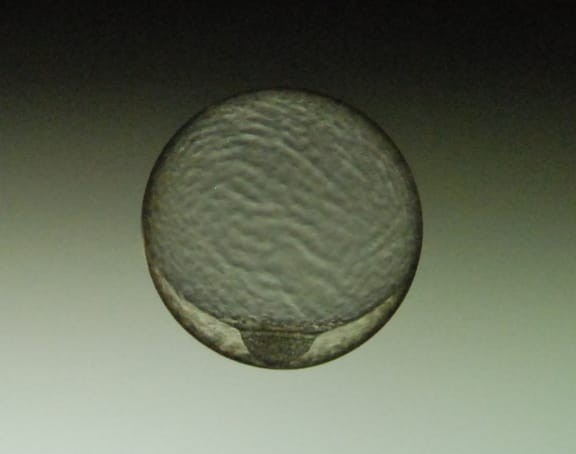 Toothfish egg