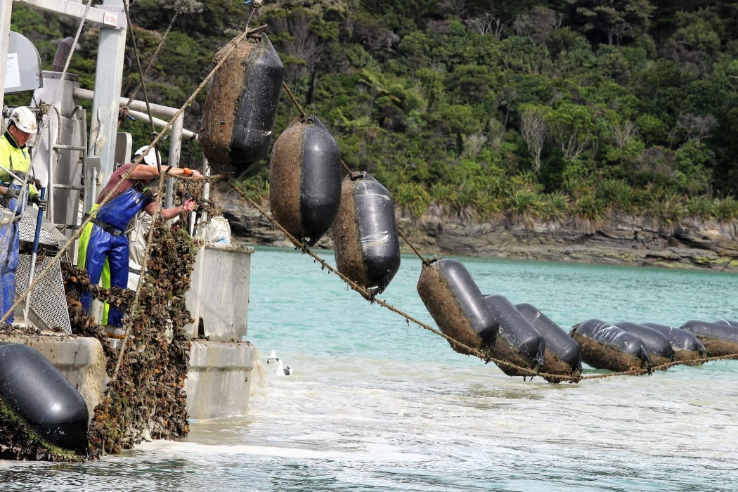 A mussel farm. The aquaculture industry is hoping to develop offshore marine farms.