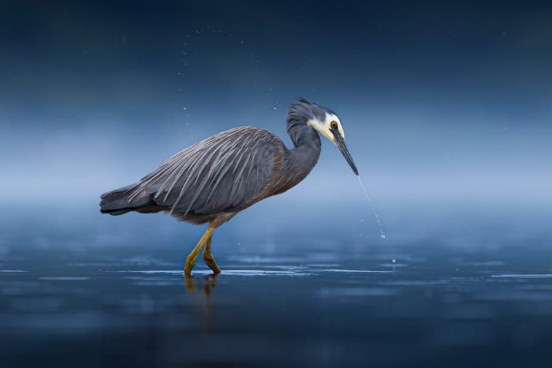Sam McGee's photograph Water Wings, of a white-faced heron.
