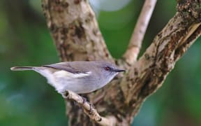Riroriro/Grey Warbler