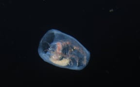 Barrel shrimp