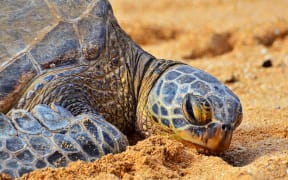 Hawaiian Sea Turtle.