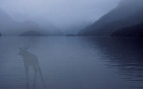 Photo illustration of the Fiordland moose mystery: New Zealand Geographic
