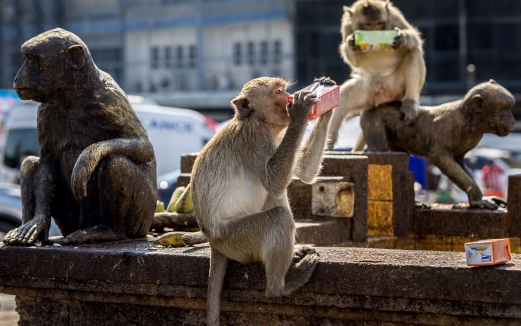 Macaque monkeys drink from juice cartons beside monkey statues outside the Phra Prang Sam Yod temple during the annual Monkey Buffet Festival in Lopburi province, north of Bangkok on November 28, 2021. (Photo by Jack TAYLOR / AFP)