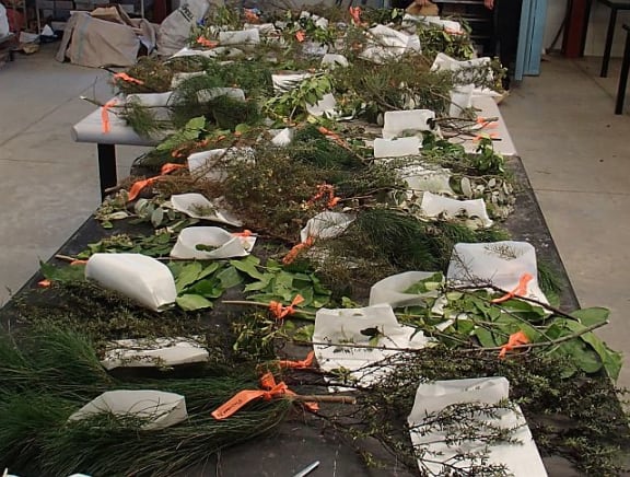 A smorgasbord of plants wait to be barbecued: species include gorse, broom, pine, kanuka, Coprosma, and fivefinger