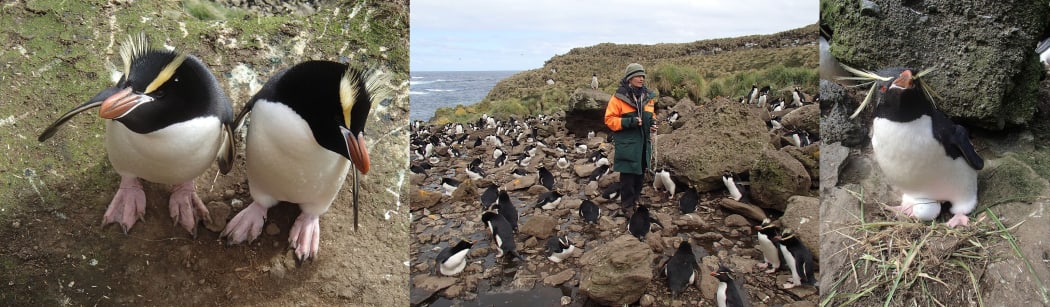 Penguins on Antipodes Island: erect-crested penguins (left); Denise Fastier counting penguins; and rockhopper penguin incubating an egg (right).