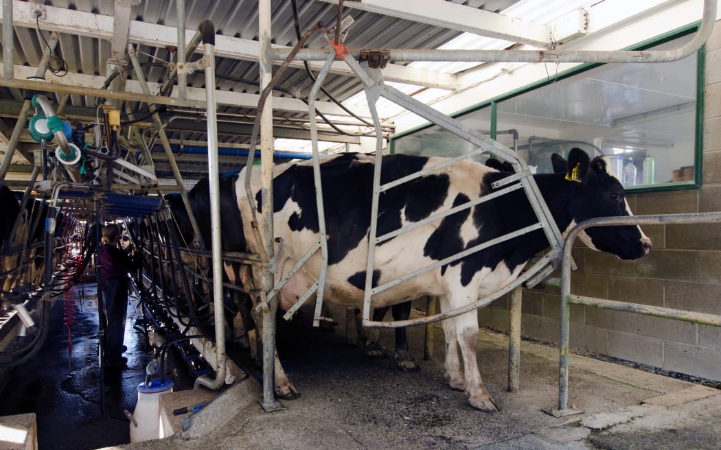 Cows in a milking facility.