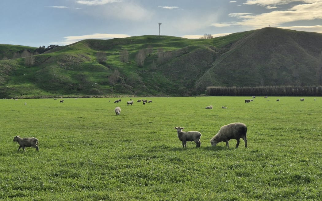 Lambing has started along the East Coast.