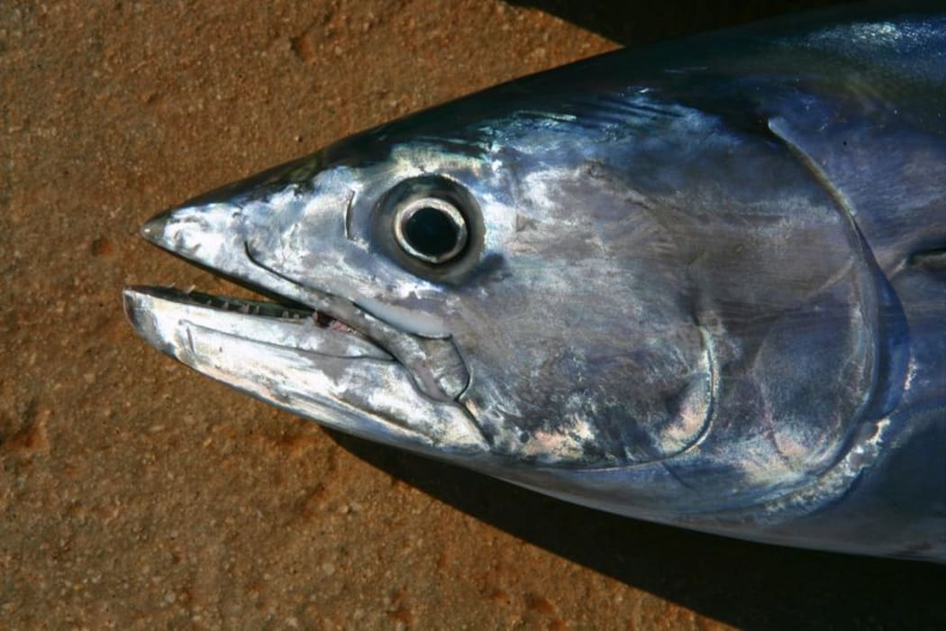 bonito / skipjack tuna - file photo