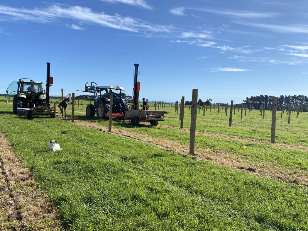 Holly and Jarrod Murdoch's Waitotara kiwifruit conversion.