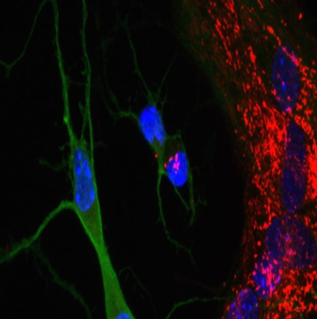 Mitochondrial transfer from primary astrocytes to neurons.