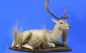 A taxidermy deer lying on its stomach surrounded by dry grasses.