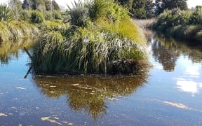 Kaiwaiwai wetland