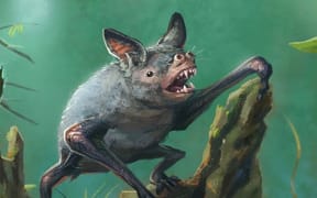 Artist’s impression of a New Zealand burrowing bat, Mystacina robusta.
