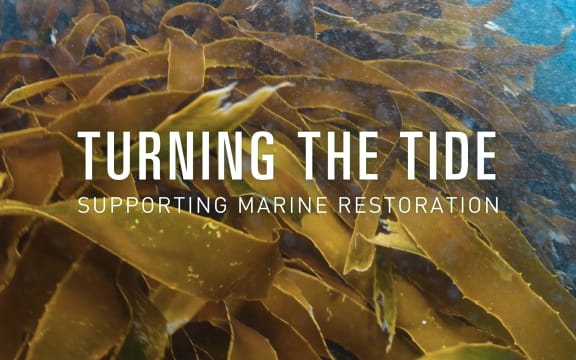 Close up of undersea kelp. Text reads "Turning The Tide: Supporting Marine restoration"