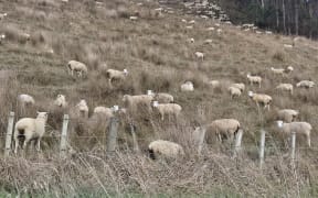 Sheep grazing near Whanganui.