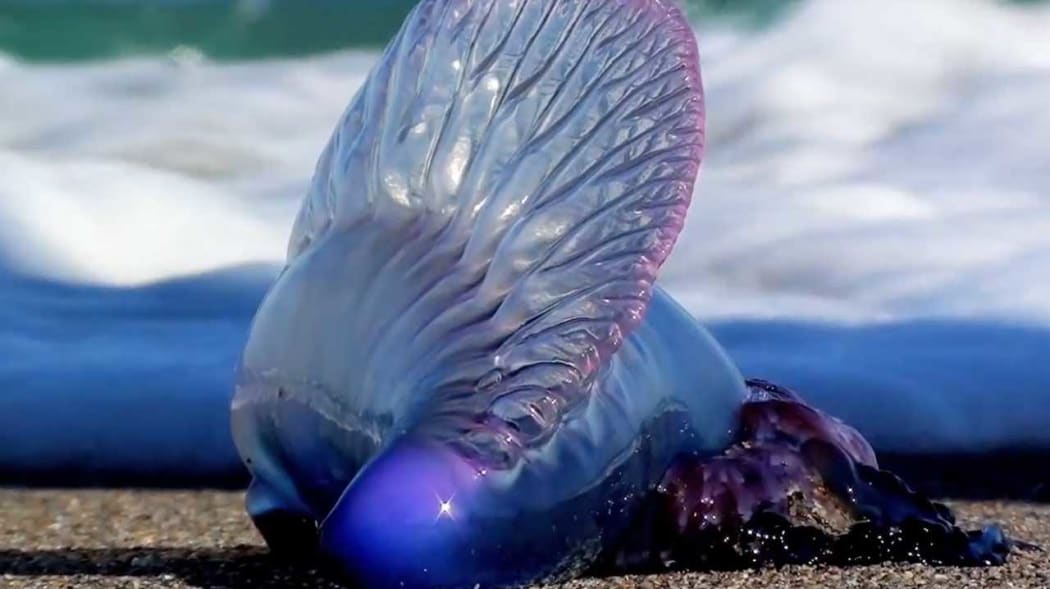 Portuguese man o' war jellyfish