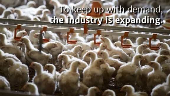 A still from Stuff's eye-opening chicken series.