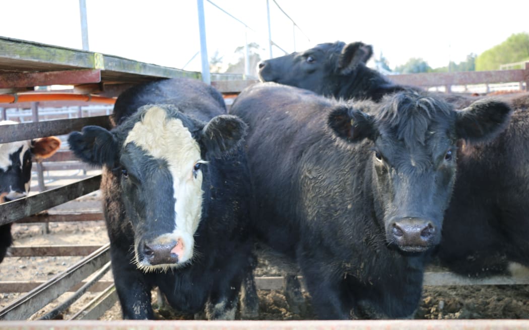Cattle in pen