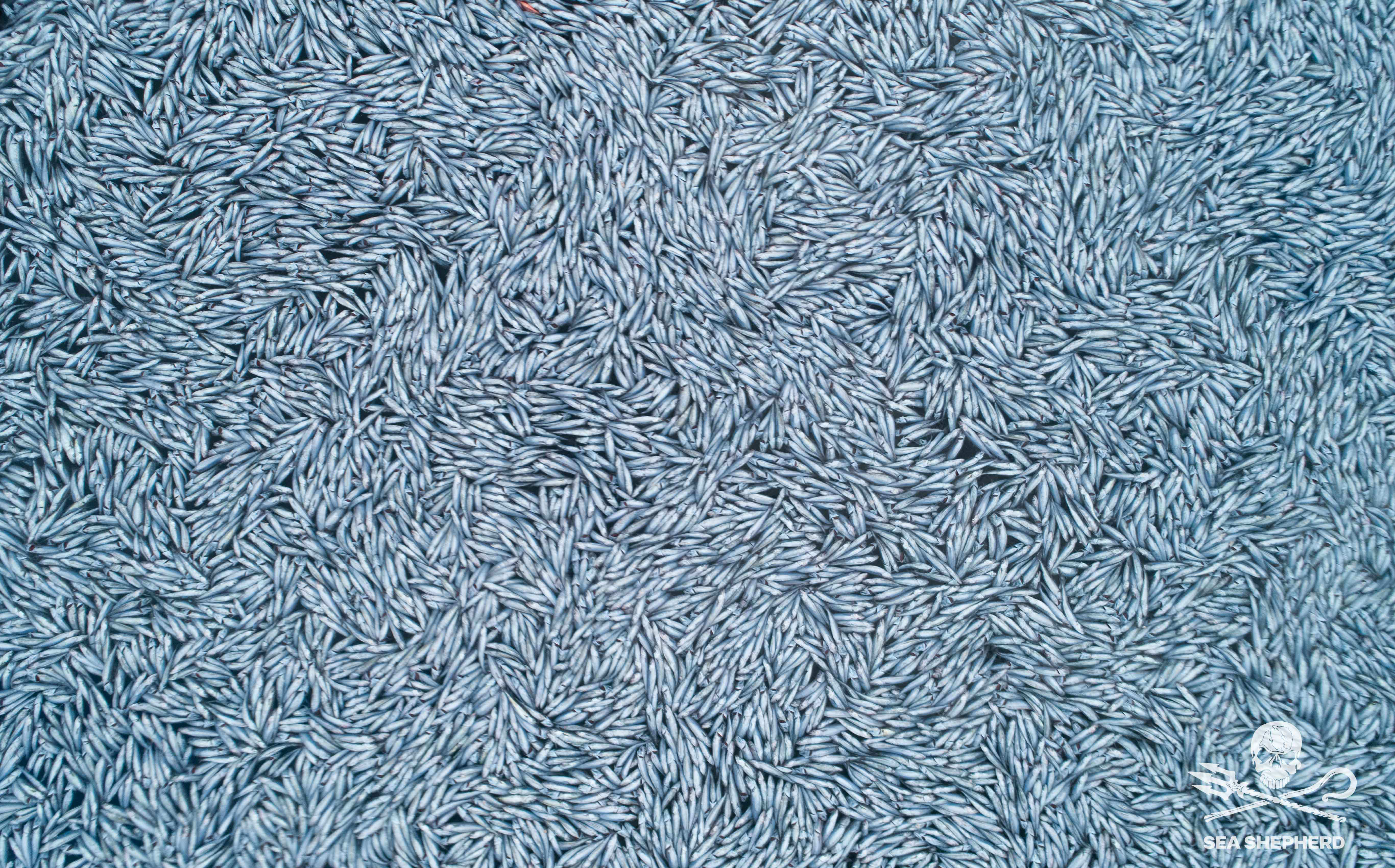 Some of the 100,000 dead blue whiting fish off the coast of La Rochelle, western France, seen on 3 February, 2022.