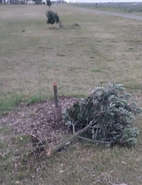 What's left of a pohutukawa tree after vandals mowed 38 of them down on Napier's Marine Parade.
