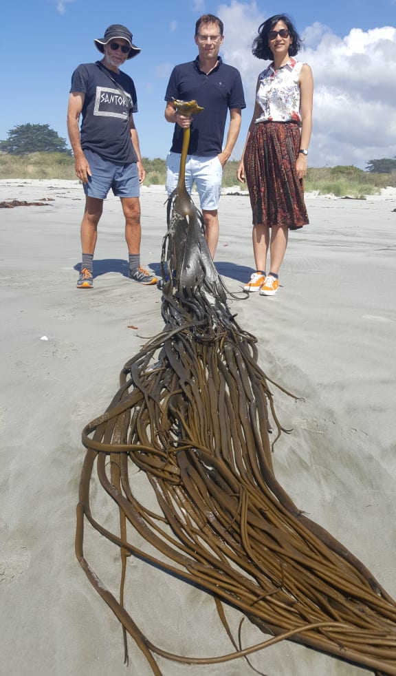 Geologist Dave Craw, biologist Jon Waters and genetics PhD student Elahe Parvizi from the University of Otago with bull kelp washed up on the beach at Taieri Mouth, south of Dunedin.