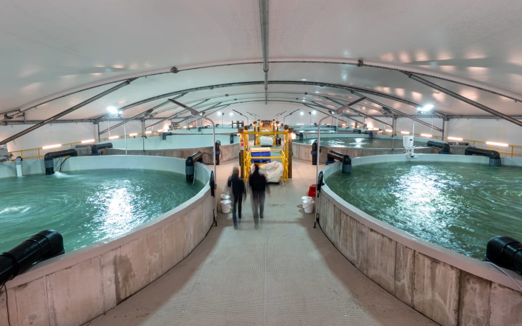 Recirculating aquaculture system at the Northland Marine Research Centre.